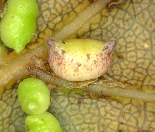 Close up of twohorned oak gall wasp on a coast live oak leaf.