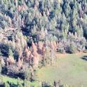 Aerial photo of ponderosa pine mortality in Napa County likely caused by western pine beetle. (Photo: C.Lee, CAL FIRE)