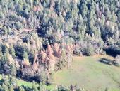 Aerial photo of ponderosa pine mortality in Napa County likely caused by western pine beetle. (Photo: C.Lee, CAL FIRE)