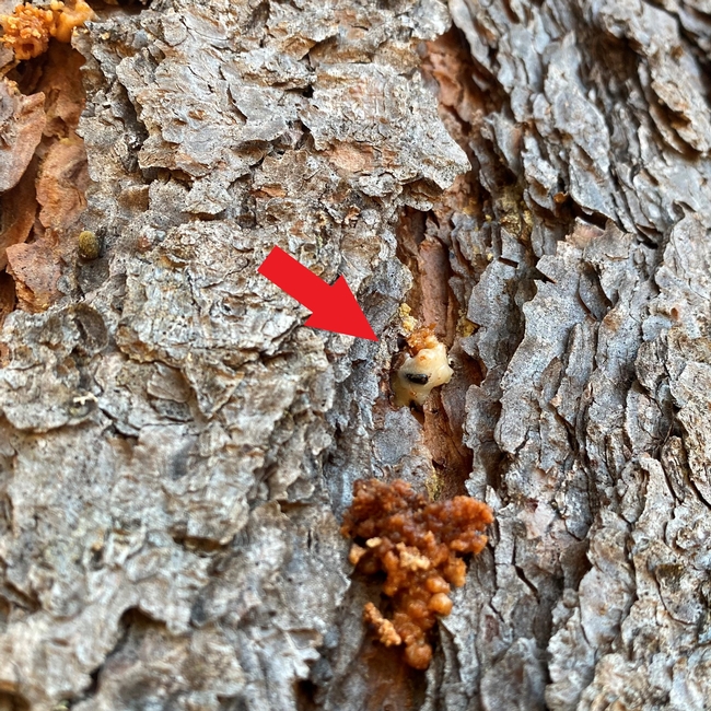 Pitch tubes from western pine beetles on a ponderosa pine. A healthy tree will physically push an attacking beetle out of the tree with pitch forming these tube like structures of pitch exuding from the bark.