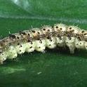 Tobacco budworm larva.