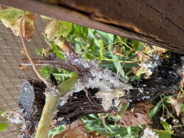 Waxy excretion on grapevine trunk. (Photo: Barbara Miller)