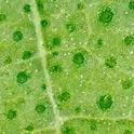 Stomata are the tiny breathing pores in plant leaves.