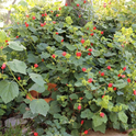 Turk's cap works well in shady or sunny spots in the garden.