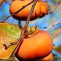 Enjoy persimmons now. (Photo: Nancy Devaurs)