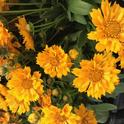 Coreopsis can be planted now. (Photo: Nancy Devaurs)