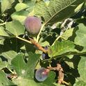 Enjoy figs this month. (Photo: Nancy Devaurs)