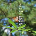 Chaste tree blooms attract beautiful pollinators. (Photo: daynaw3990 on Pixabay)