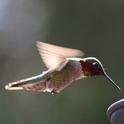 Hummingbirds are frequent garden visitors. (Photo: Nancy Devaurs)