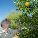 Water citrus now to produce a good crop next year. Wait until spring to plant new citrus trees. (Photo: USDA)