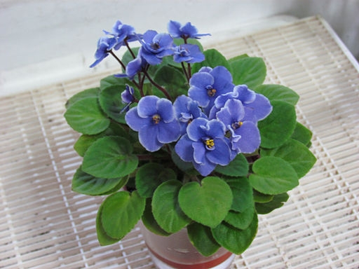African violets are beautiful indoor plants. (Photo: Wikimedia Commons)