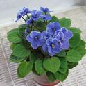 African violets reliably bloom several times a year. (Photo: Wikimedia Commons)