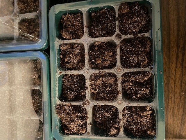 Soil prepared for adding seeds. (Photos: Sue Bohigian)