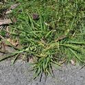 Clumps of crabgrass are unsightly in a uniform lawn. (Photo: NY State IPM Program at Cornell)