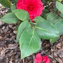 Pick up any camelia petals and blossoms that have fallen on the ground to prevent petal blight in the future. After camelias have finished blooming, it's time to fertilize. (Photo: Jeannette Warnert)