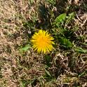 Frequent mowing helps prevent dandelions from producing and disbursing seed. (Photo: Jeannette Warnert)