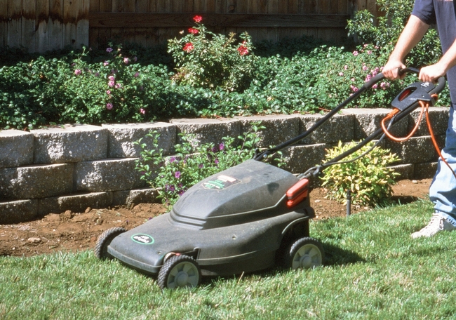 Mowing the lawn without a bag attached to the mower.