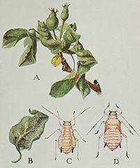 Illustration of Aphids on Roses