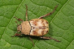 Hoplia Beetle
