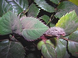 Botrytis fungal disease on rose leaf