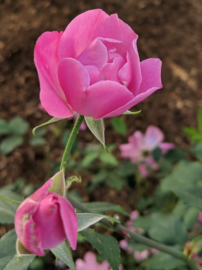 Rose named Alice Hamilton Pink Semidouble Antique Rose