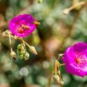 Calandrinia can be a beautiful and hardy addition to Fresno County landscapes. (Photo: Pixabay)