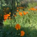 California poppies growing in sunny areas on the valley floor are now in full bloom. (Photo: Jeannette Warnert)