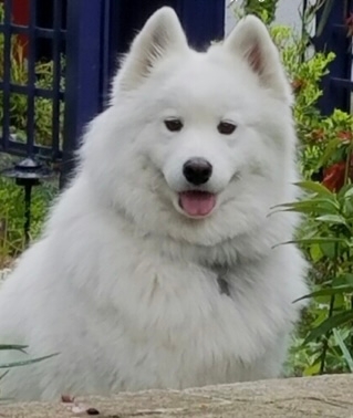Basso's beloved Samoyed Lexi, who crossed over the rainbow bridge earlier this year. She was never poisoned by Basso's many indoor and outdoor plants.