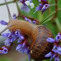 Trap snails and slugs beneath boards or flower pots. Collect frequently, smash and dispose. (Photo: Wikimedia Commons)