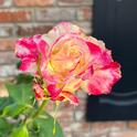 We can complain that roses have thorns or rejoice that thorn bushes have roses. ~ Abraham Lincoln  (Photo:Amy Tobin)