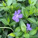 Periwinkle (Vinca major) is an invasive plant in California. It was introduced from Europe in the 1700s for ornamental and medicinal purposes, but it should not be planted in California gardens. (Photo: Cynthia Zimmerman)