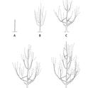 Pruning diagram in the free UC ANR publication 'Fruit Trees: Training and Pruning Deciduous Trees,' publication number 8057. (Find link in last paragraph.)