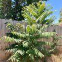 Remove trees-of-heaven around the home to reduce host plants for spotted lanternfly. This small backyard tree, and the towering tree in the background, are trees-of-heaven growing in Clovis. (Photo: Jeannette Warnert)