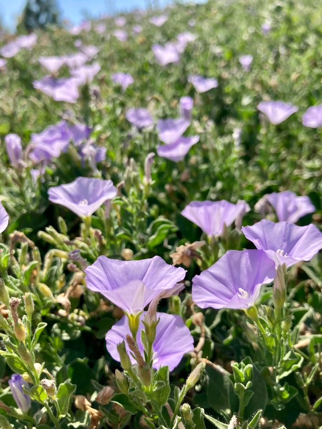 This time of year, enjoy morning glory groundcover and other annuals and perennials, such as vinca, cockscomb and tickseed. (Photo: Jeannette Warnert)