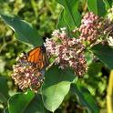 Monarch butterflies are always welcome in San Joaquin Valley gardens. (Photo: Wikimedia Commons)