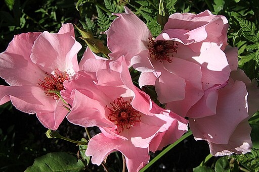 picture of Dainty Bess rose pink single with ruffled edges