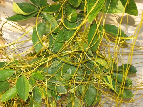 Many vegetable and ornamental plants are susceptible to dodder, a parasitic weed that grows as twining threadlike stems over their hosts. If you have dodder, find a link below to UC IPM guidelines for control. (Photo: UC IPM)