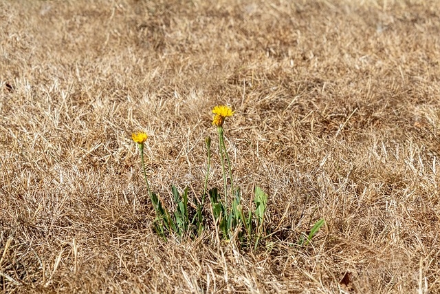 Lawns are are suffering under record-setting heat. (Photo: Pixabay)