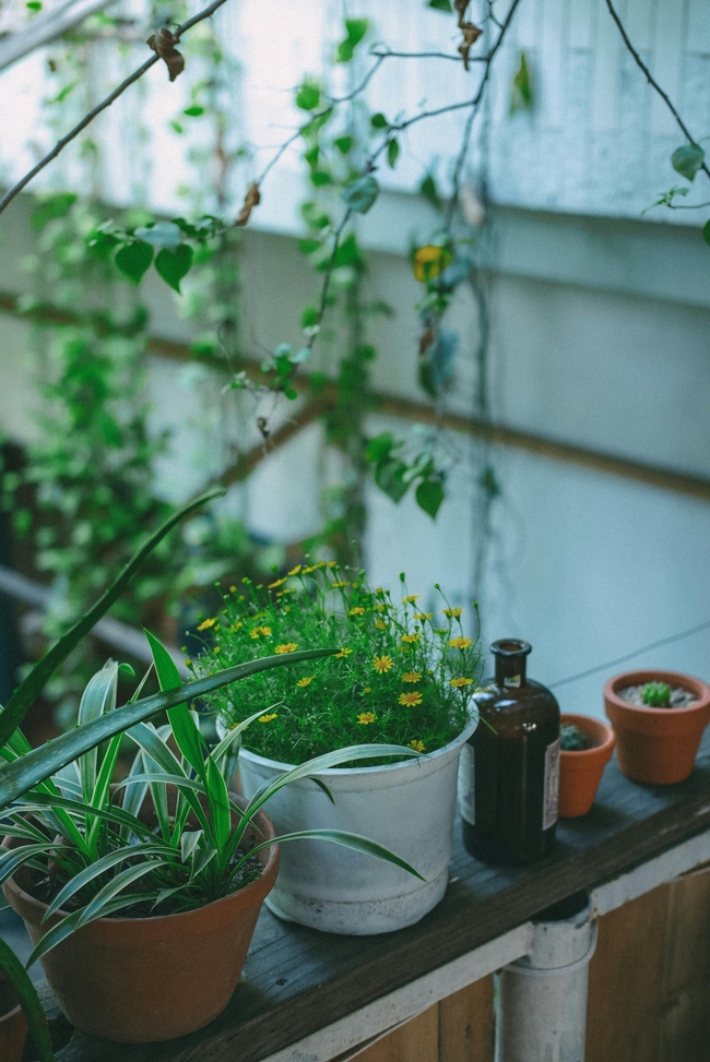 Stay cool by tending plants inside the house this week. (Photo: Pexels)