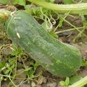 Irrigate ripening cucumbers carefully to avoid over and under watering. (Photo: PxHere)