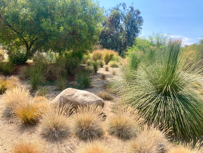 A variety of ornamental grasses.