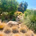 There are many varieties of ornamental grasses that can be used as a drought-tolerant alternative to turfgrass. This display is at the Clovis Botanical Garden. (Photo: Jeannette Warnert)