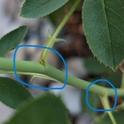 Bud eye with leaflets, indicated by blue circles. (Photo: Rosie D)