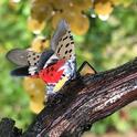 An adult spotted lanternfly in Pennsylvania. (Photo: Surendra Dara)