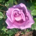 As the weather cools in the fall, the last of the year's roses bloom. (Photo: Jeannette Warnert)