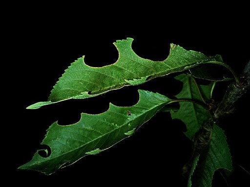 Circular cutouts on leaf made by a leafcutter bee (Wikimedia)