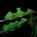 Leafcutter bees damage on leaf (Photo: Wikimedia)