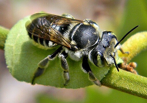 Image of a leafcutter bee (Wikimedia)