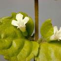 Clinopodium douglasii, yerba buena. (Photo: Charles Webber, California Academy of Sciences.)