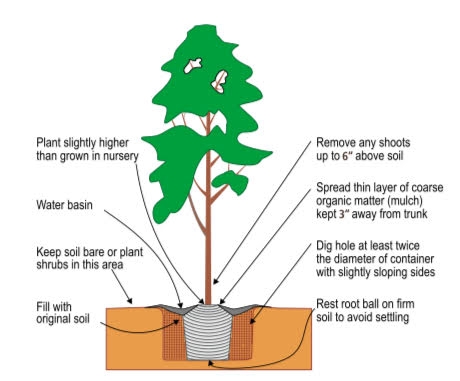 Proper planting ensures the successful establishment and longevity of trees. (Credit: UC ANR)